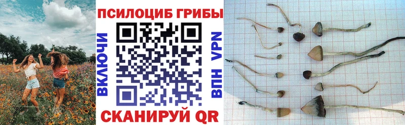 Купить закладки  Чернушка  Галлюциногенные грибы мицелий 